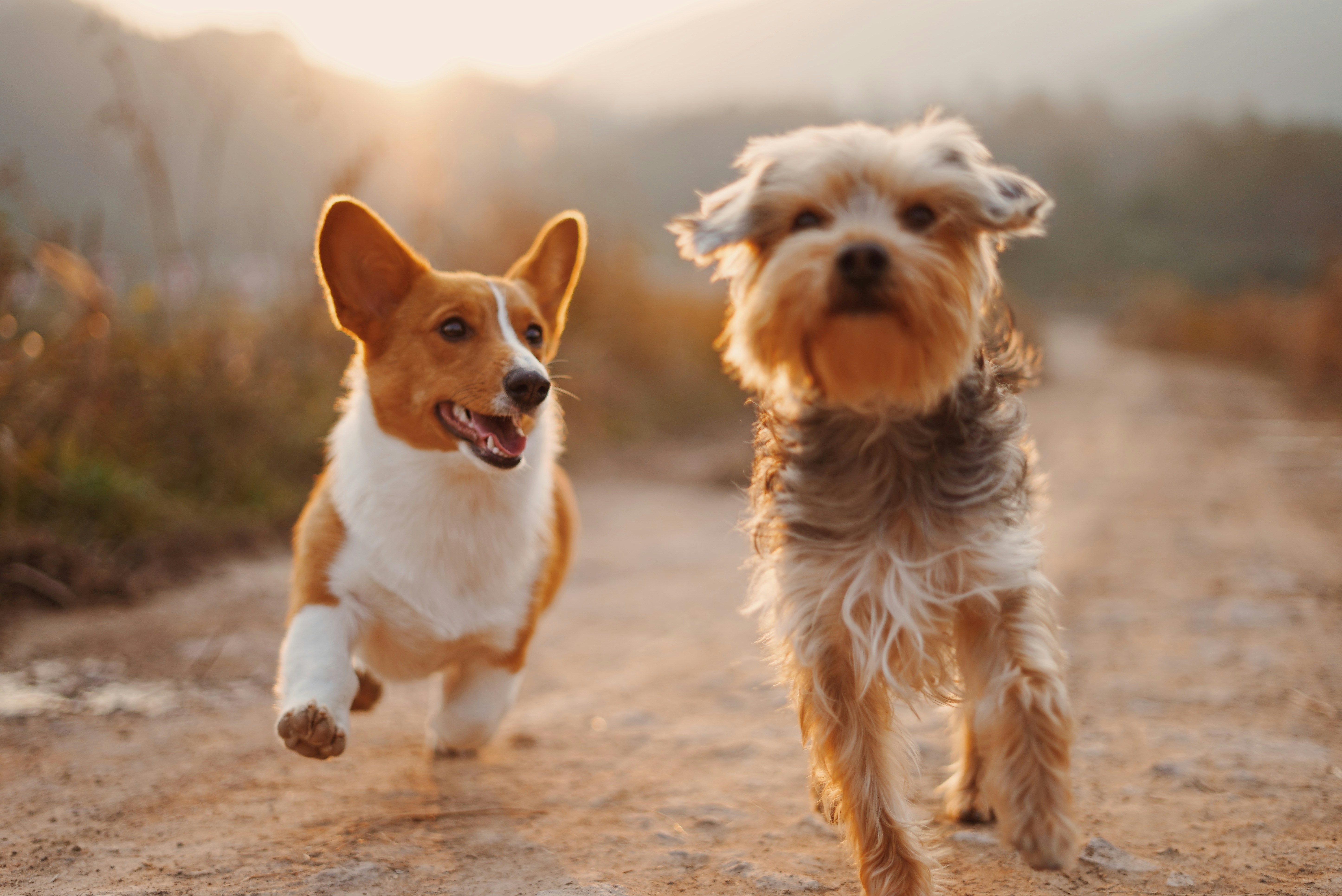 zwei Hunde spielen